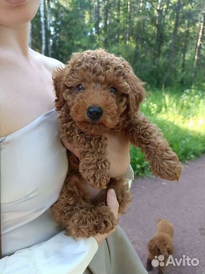 Собаки щенки той-пудель