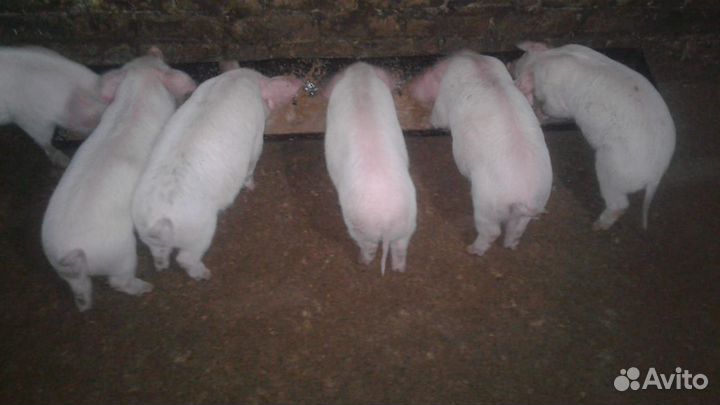Поросята ландрас 1.5 месяца