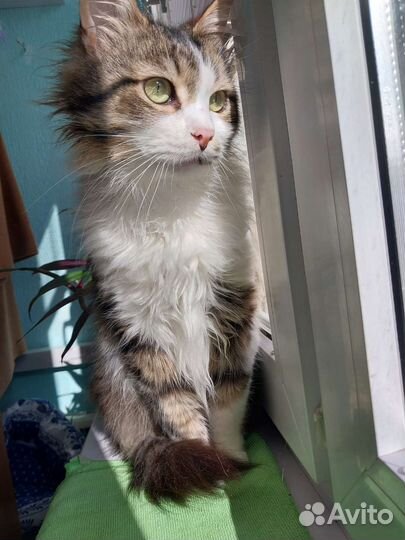 Кошка в дар бесплатно
