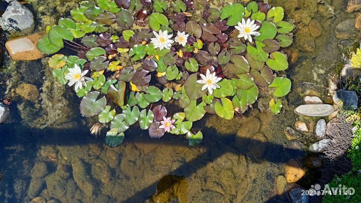 Растение водяная лилия (нимфея) кол-во ограничено