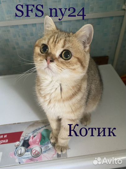 Шотландский котик