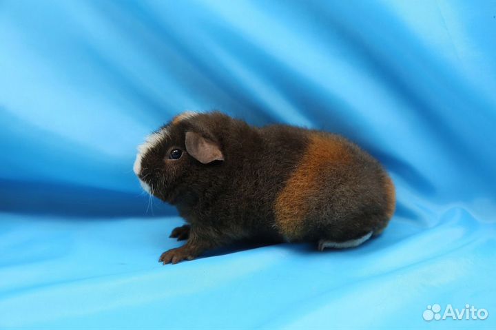 Морские Свинки Американский Тедди