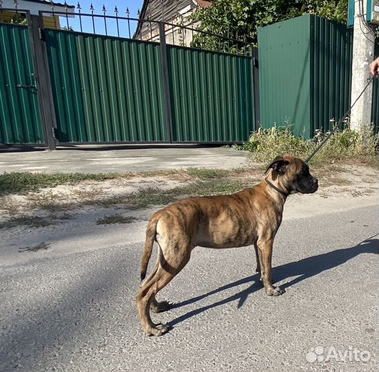 Щенки бульмастифа