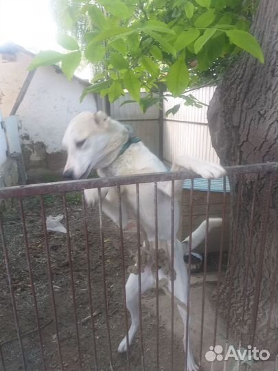 Отдам бесплатно в хорошие руки. Годовалый алабай