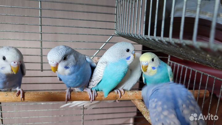 Птенцы волнистый попугай