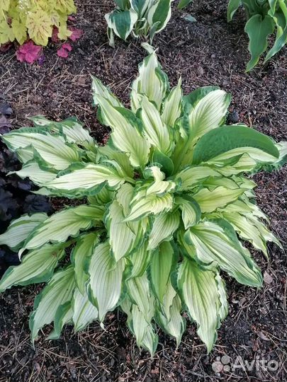 Хосты сортовые