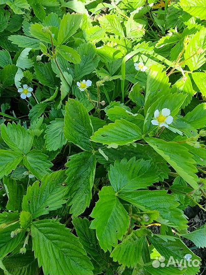 Рассада земляника садовая ремонтантная