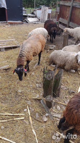 Овцы бараны ягнята оптом
