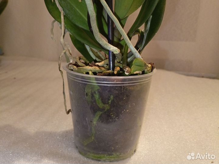 Орхидея фаленопсис