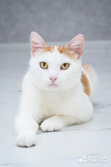 Тимоша. Красота и шарм