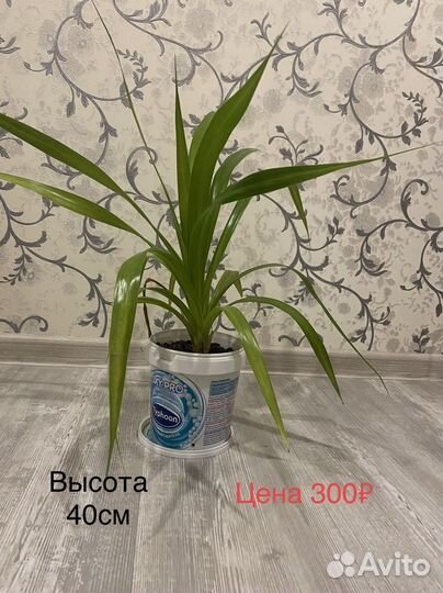 Пальма Панданус