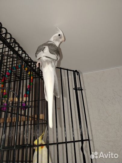 Попугай корелла девочка