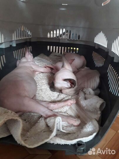 Котята канадского сфинкса