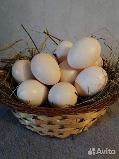 Инкубационное яйцо Павловского золота