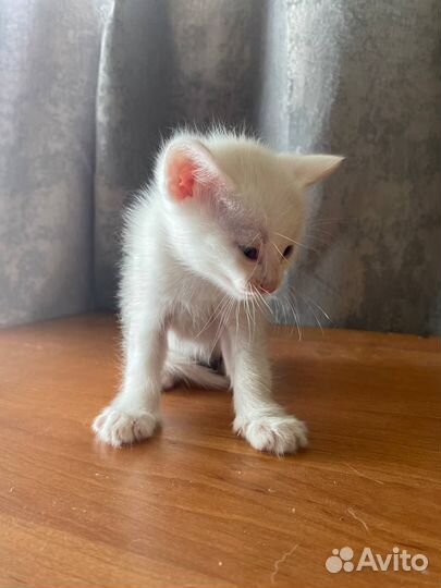 Котята в добрые руки бесплатно