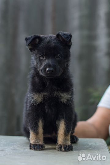 Щенки немецкой овчарки рабочего разведения
