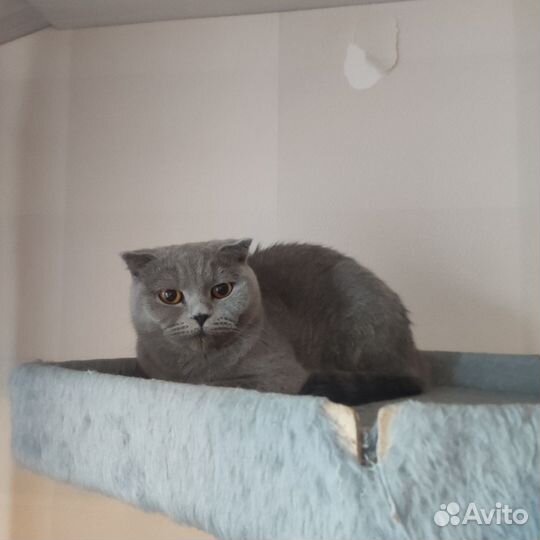 Шотландская вислоухая