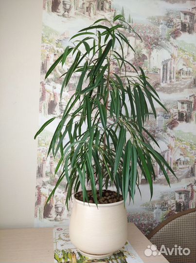 Продам цветы комнатные