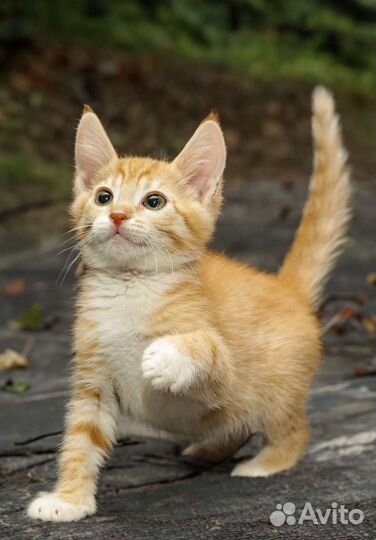 Котенок рыжий в добрые ручки