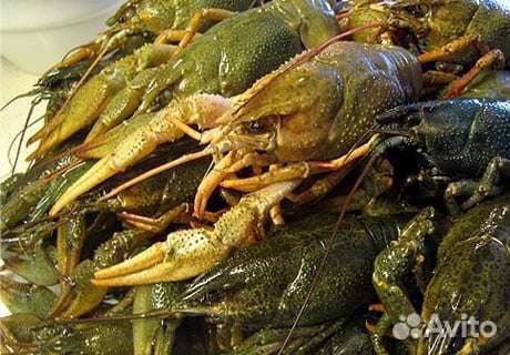 Живые раки. Краб Камчатский