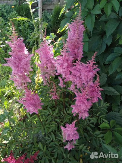 Астильба кусты