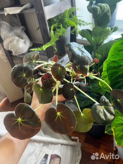 Бегония краснолистная