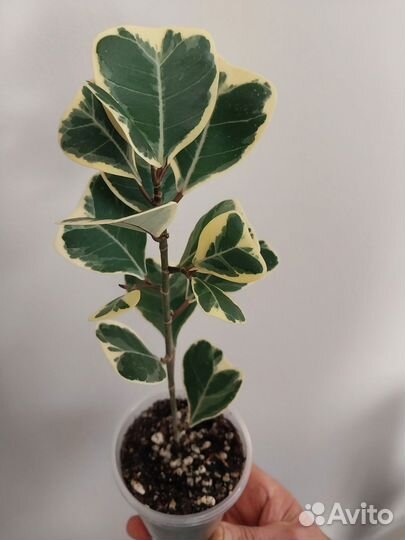 Фикусы триангулярис, пикси и т. д