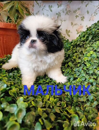Щенки японский хин