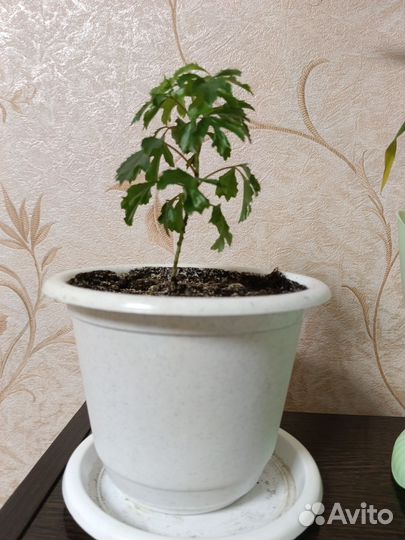 Бамбук (Лаки) драцена дерево счастья