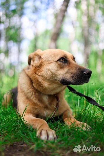 Ласковая девочка грустит в приюте