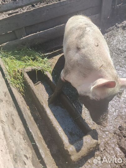 Свиньи живым весом,поросята