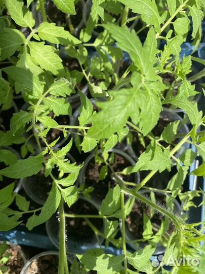 Рассада коллекционных томато, перца