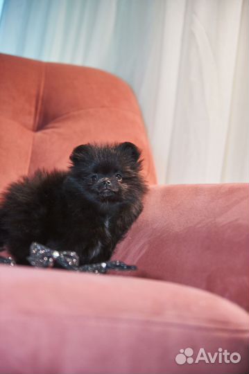 Чёрный шпиц девочка мини