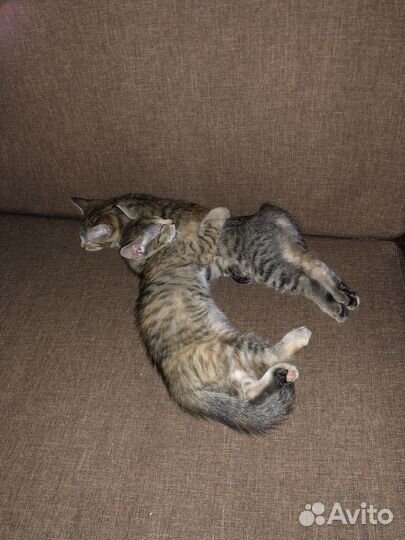 Две кошечки в добрые руки