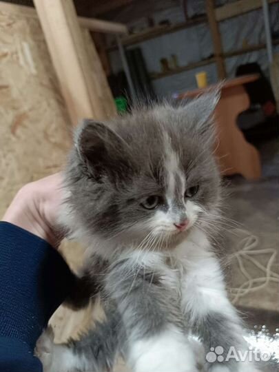 Котята ищут дом