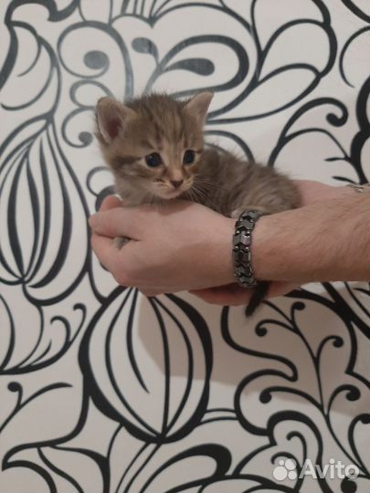 Кошка в дар бесплатно