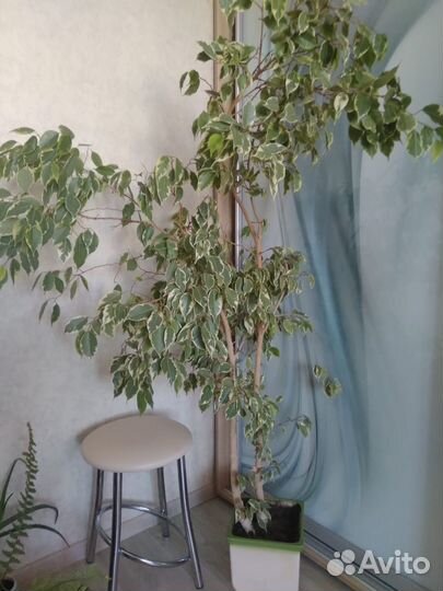 Фикус бенджамина большой