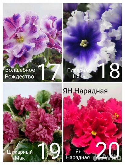 Фиалки - листья- от 30 до 50 р