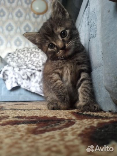Котики и кошечка