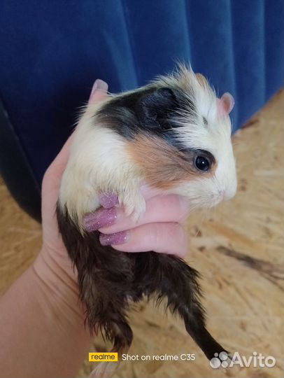 Морская свинка