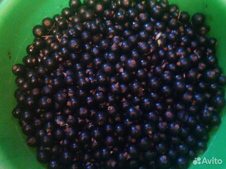 Черная смородина, лесная, чистая