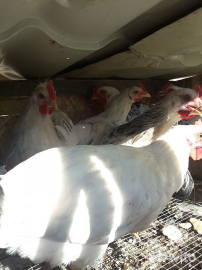 Продам молодых петухов адлерских и микс