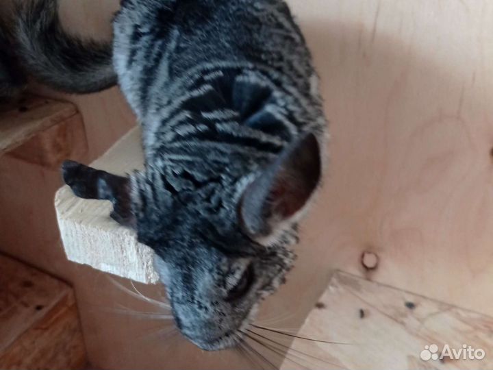 Золотая шиншилла