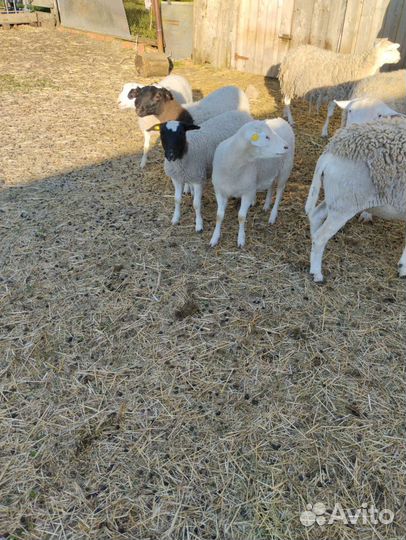 Ягнята дорпер девочки