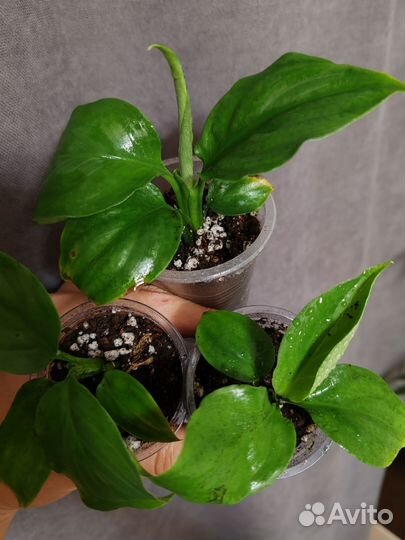 Спатифиллум блек бьюти