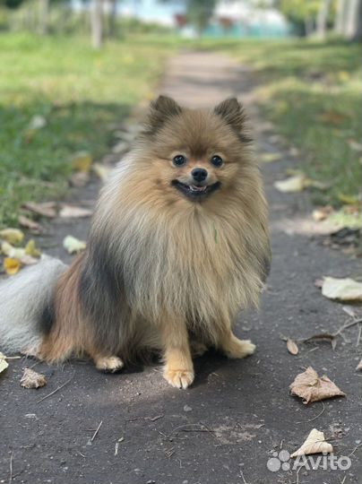 Немецкий шпиц для вязки