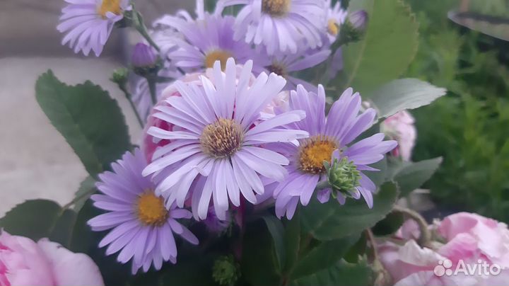 Многолетние садовые растения