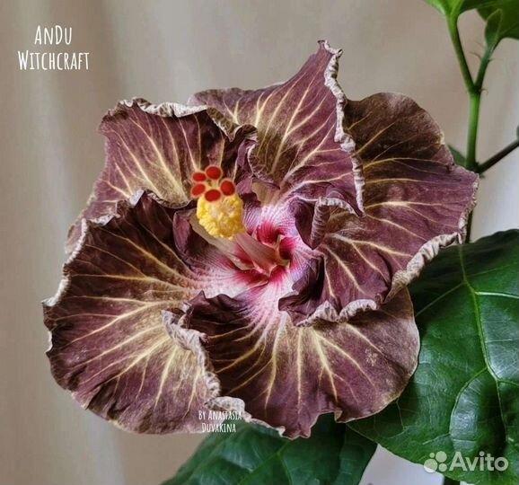 Сортовые гибискусы из личной коллекции