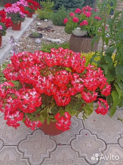 Герань и пеларгония