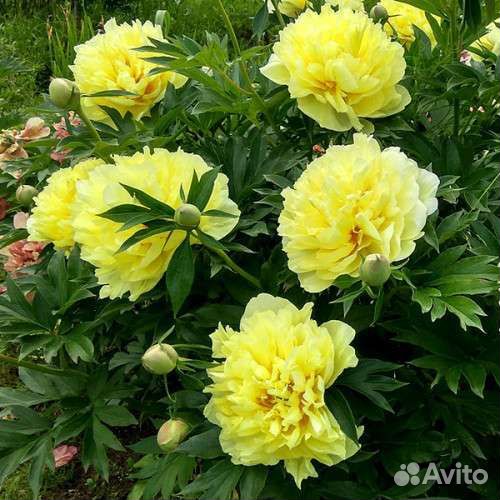 Пионы ито гибриды